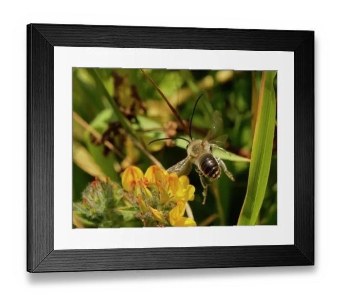 Framed Print : Long-horned bee (Eucera longicornis) male, flying towards Greater bird's-foot trefoil (Lotus pedunculatus) flowers on coastal grassland, The Lizard, Cornwall, England, UK. June Framed Print : Long-horned bee (Eucera longicornis) male, flying towards Greater bird's-foot trefoil (Lotus pedunculatus) flowers on coastal grassland, The Lizard, Cornwall, England, UK. June
