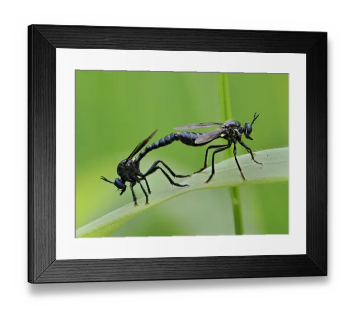 Framed Print : Violet black-legged robberflies (Dioctria atricapilla) pair mating, Oxfordshire, England, UK. June. Focus stacked Framed Print : Violet black-legged robberflies (Dioctria atricapilla) pair mating, Oxfordshire, England, UK. June. Focus stacked