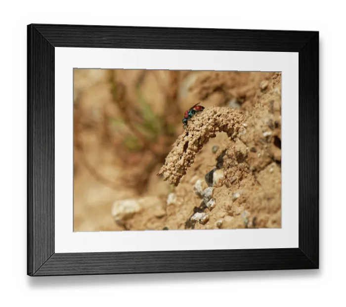 Framed Print : Ruby-tailed cuckoo wasp (Chrysis viridula) inspecting the mud chimney built over the nest burrow of its host species Framed Print : Ruby-tailed cuckoo wasp (Chrysis viridula) inspecting the mud chimney built over the nest burrow of its host species