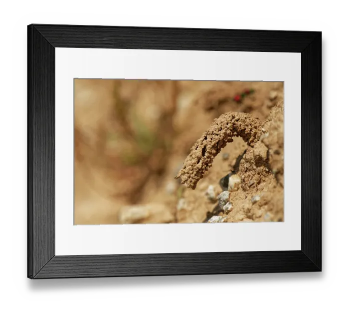 Framed Print : Mud chimney built by a female Spiny mason wasp (Odynerus spinipes) to protect her nest burrow entrance in coastal sand bank, Cornwall, England, UK. June Framed Print : Mud chimney built by a female Spiny mason wasp (Odynerus spinipes) to protect her nest burrow entrance in coastal sand bank, Cornwall, England, UK. June