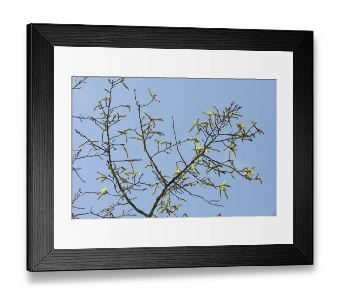 Framed Print : Aspen (Populus tremula) female catkins on tree, Cairngorms National Park, Scotland, UK. May Framed Print : Aspen (Populus tremula) female catkins on tree, Cairngorms National Park, Scotland, UK. May