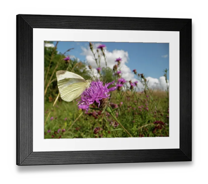 Framed Print : Small white butterfly (Pieris rapae) nectaring on a Greater knapweed (Centaurea scabiosa) flowerhead in chalk grassland meadow, Wiltshire, England, UK. July Framed Print : Small white butterfly (Pieris rapae) nectaring on a Greater knapweed (Centaurea scabiosa) flowerhead in chalk grassland meadow, Wiltshire, England, UK. July