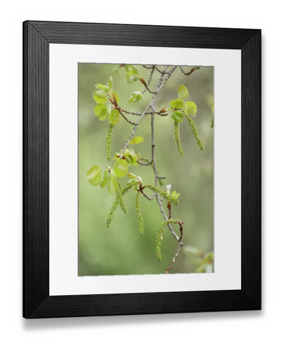 Framed Print : Aspen (Populus tremula) female, seed producing, catkins in early spring, Cairngorms National Park, Scotland, UK. May Framed Print : Aspen (Populus tremula) female, seed producing, catkins in early spring, Cairngorms National Park, Scotland, UK. May