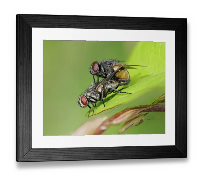 Framed Print : Face flies (Musca autumnalis) pair mating on leaf, Hertfordshire, England, UK. July. Focus stacked Framed Print : Face flies (Musca autumnalis) pair mating on leaf, Hertfordshire, England, UK. July. Focus stacked