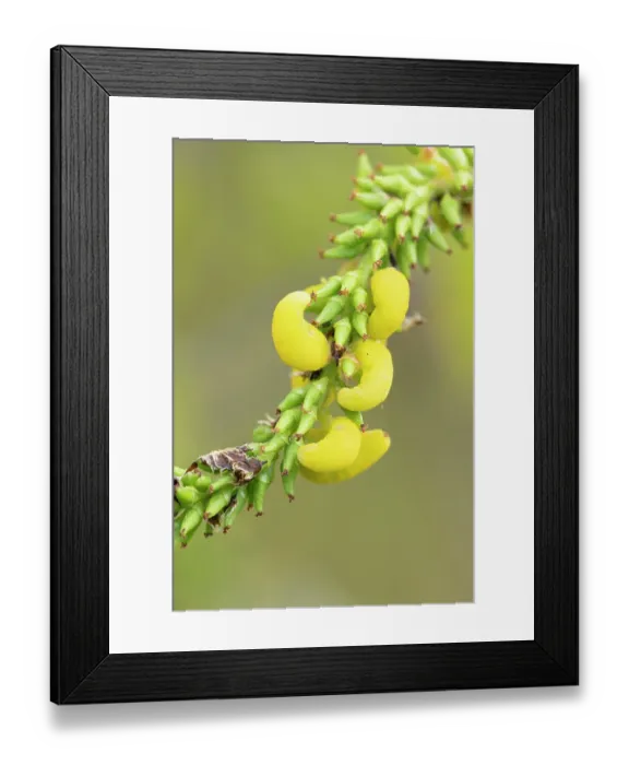 Framed Print : Galls (Taphrina johansonii) on Aspen (Populus tremula) catkin, Cairngorms National Park, Scotland, UK. May Framed Print : Galls (Taphrina johansonii) on Aspen (Populus tremula) catkin, Cairngorms National Park, Scotland, UK. May