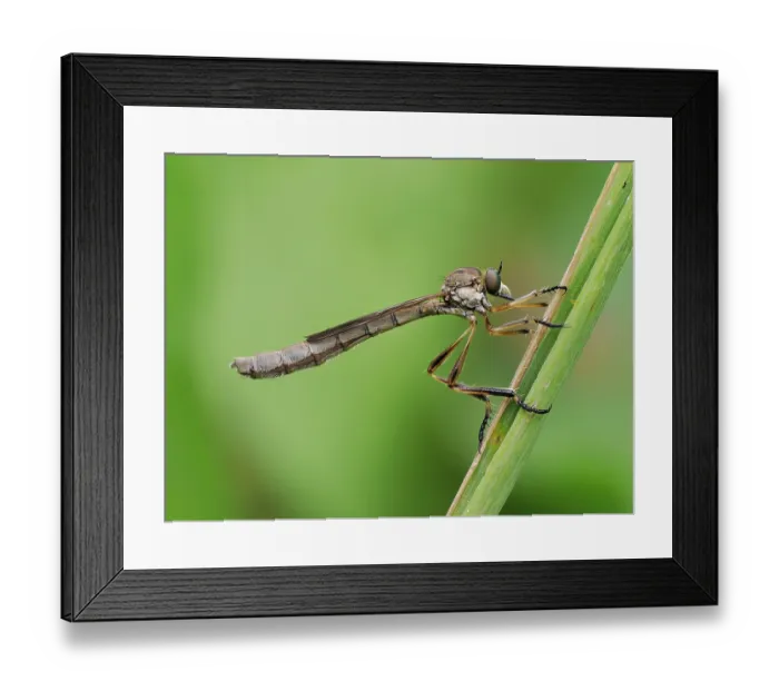 Framed Print : Robberfly (Leptogaster cylindrica) female resting on grass stem, Hertfordshire, England, UK. June. Focus stacked Framed Print : Robberfly (Leptogaster cylindrica) female resting on grass stem, Hertfordshire, England, UK. June. Focus stacked