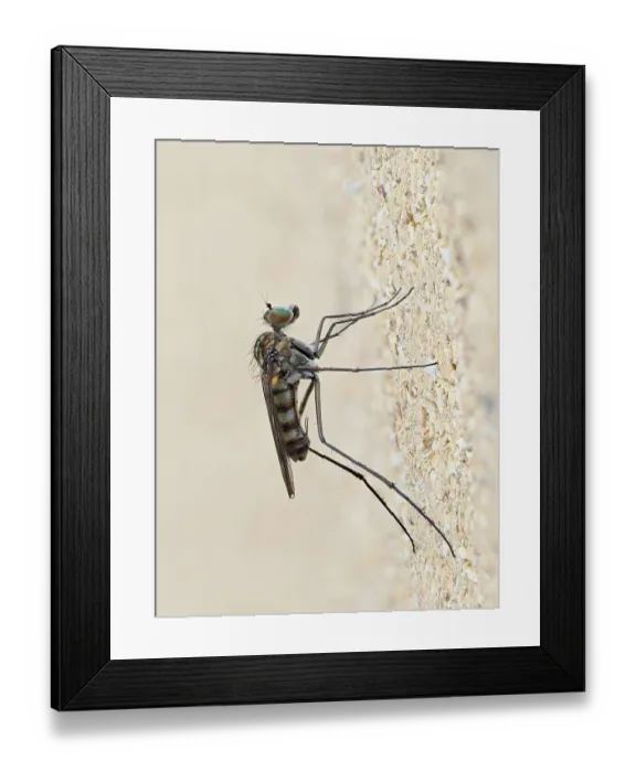 Framed Print : Long legged fly (Liancalus virens) resting on a wall, Chiswick, London, England, UK. August. Focus stacked