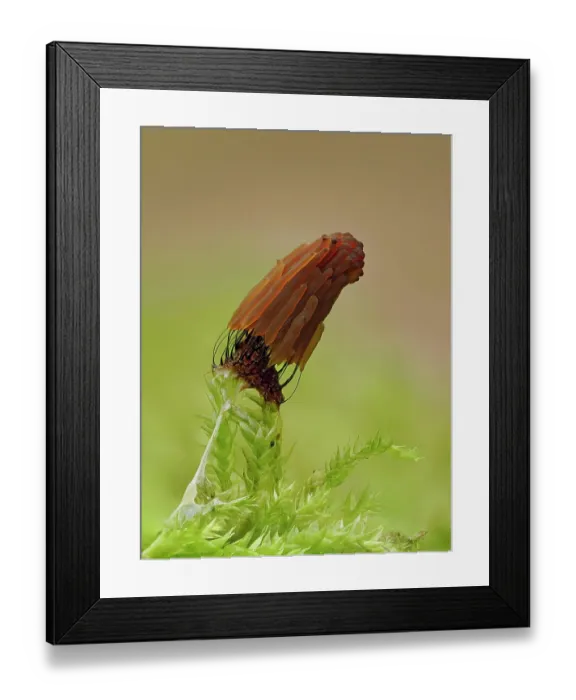 Framed Print : Slime mould (Stemonitis virginiensis) maturing sporangia on moss, Buckinghamshire, England, UK, July. Focus stacked Framed Print : Slime mould (Stemonitis virginiensis) maturing sporangia on moss, Buckinghamshire, England, UK, July. Focus stacked