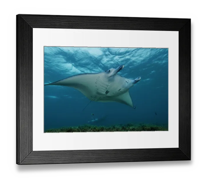 Framed Print : Reef manta ray (Mobula alfredi) swimming over reef, Yap, Federated States of Micronesia, Pacific Ocean Framed Print : Reef manta ray (Mobula alfredi) swimming over reef, Yap, Federated States of Micronesia, Pacific Ocean