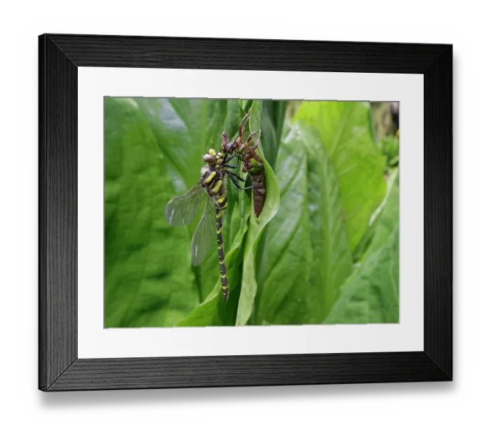 Framed Print : Golden-ringed dragonfly (Cordulegaster boltonii) male, just emerged from the nymphal exuvia by a stream bank, South Cornwall, England, UK. June Framed Print : Golden-ringed dragonfly (Cordulegaster boltonii) male, just emerged from the nymphal exuvia by a stream bank, South Cornwall, England, UK. June