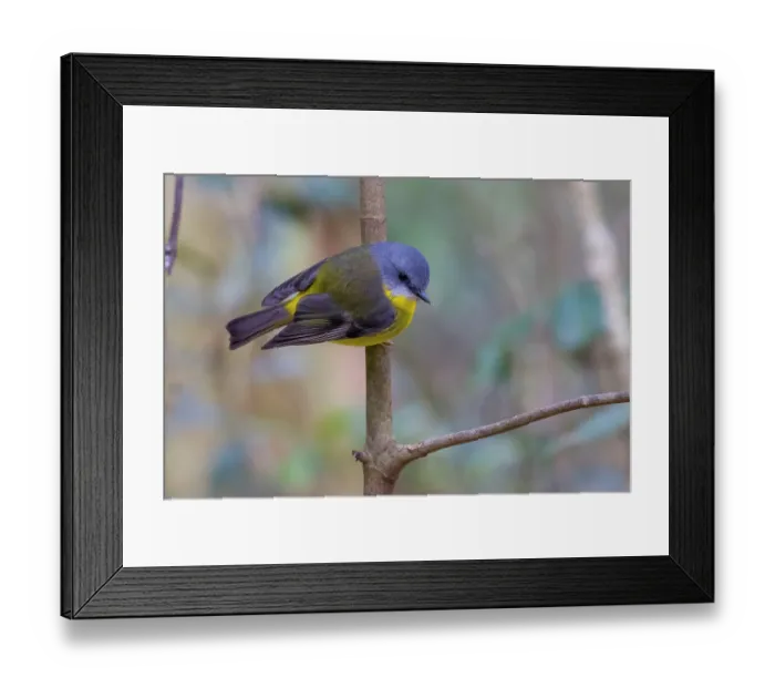 Framed Print : Eastern yellow robin (Eopsaltria australis) perched on branch, eastern Australian temperate rainforest, Border Ranges, Queensland, Australia Framed Print : Eastern yellow robin (Eopsaltria australis) perched on branch, eastern Australian temperate rainforest, Border Ranges, Queensland, Australia