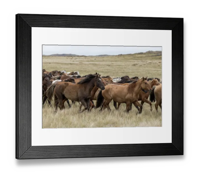 Framed Print : Herd of wild Zhabe horses running in the steppe, Abay, Kazakhstan Framed Print : Herd of wild Zhabe horses running in the steppe, Abay, Kazakhstan