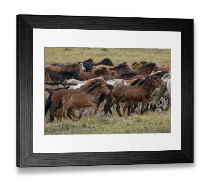 Framed Print : Herd of wild Zhabe horses running in the steppe, Abay, Kazakhstan Framed Print : Herd of wild Zhabe horses running in the steppe, Abay, Kazakhstan