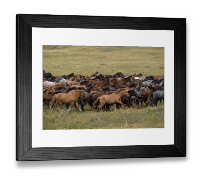 Framed Print : Herd of wild Zhabe horses running in the steppe, Abay, Kazakhstan Framed Print : Herd of wild Zhabe horses running in the steppe, Abay, Kazakhstan