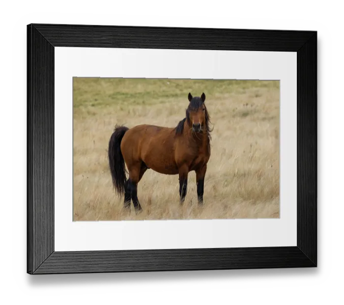 Framed Print : Wild Zhabe stallion standing alert in the steppe, portrait, Abay, Kazakhstan