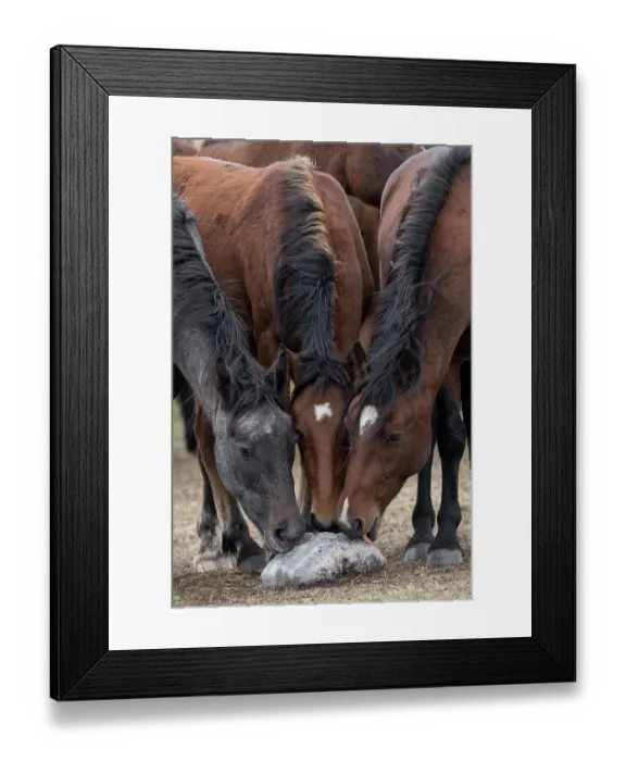 Framed Print : Three Wild Zhabe horses licking stone full of minerals and salt on the steppe, Abay, Kazakhstan Framed Print : Three Wild Zhabe horses licking stone full of minerals and salt on the steppe, Abay, Kazakhstan