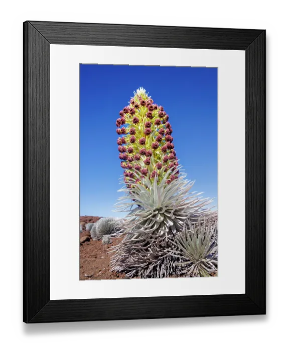 Framed Print : Silversword plant (Argyroxiphium sandwicense macrocephalum) in flower, summit of Haleakala, Haleakala National Park, Hawaii. Endangered Framed Print : Silversword plant (Argyroxiphium sandwicense macrocephalum) in flower, summit of Haleakala, Haleakala National Park, Hawaii. Endangered
