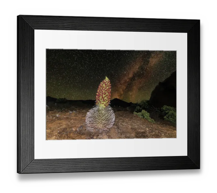 Framed Print : Silversword plant (Argyroxiphium sandwicense macrocephalum) in flower at night, crater of Haleakala, Haleakala National Park, Hawaii. Endangered Framed Print : Silversword plant (Argyroxiphium sandwicense macrocephalum) in flower at night, crater of Haleakala, Haleakala National Park, Hawaii. Endangered