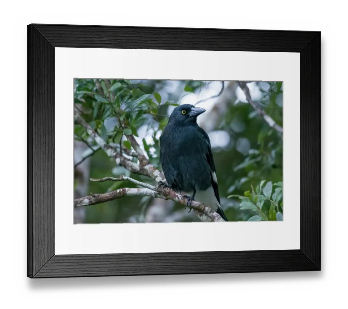 Framed Print : Pied currawong (Strepera graculina) perched on branch, eastern Australian temperate rainforest, Border Ranges, Queensland, Australia Framed Print : Pied currawong (Strepera graculina) perched on branch, eastern Australian temperate rainforest, Border Ranges, Queensland, Australia