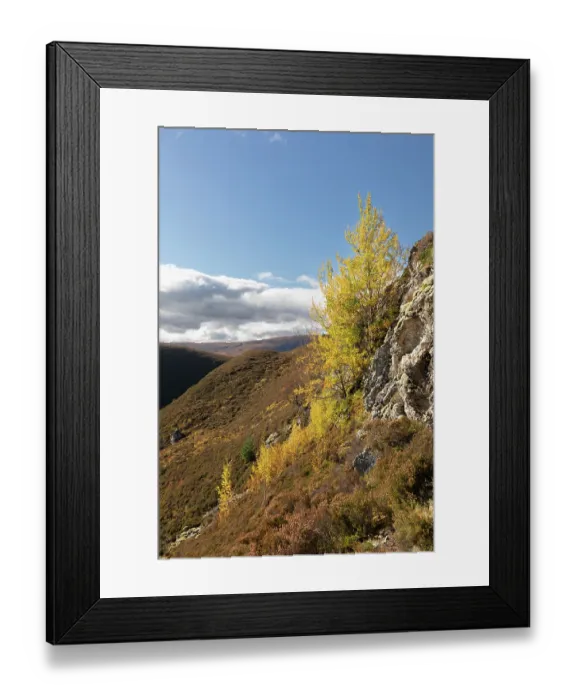 Framed Print : Aspen (Populus tremula) trees in autumn growing on a steep inaccessible rock face, Mar Lodge Estate, Braemar, Scotland, UK. October Framed Print : Aspen (Populus tremula) trees in autumn growing on a steep inaccessible rock face, Mar Lodge Estate, Braemar, Scotland, UK. October