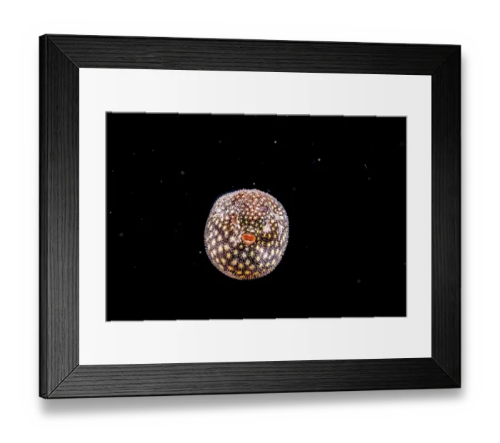 Framed Print : Guineafowl pufferfish (Arothron meleagris) larvae swimming in open ocean at night, Yap, Federated States of Micronesia, Pacific Ocean Framed Print : Guineafowl pufferfish (Arothron meleagris) larvae swimming in open ocean at night, Yap, Federated States of Micronesia, Pacific Ocean