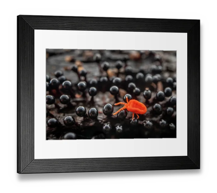 Framed Print : Red Velvet Mite (Trombidium sp.) walking amongst fruiting bodies of a slime mould (Metatrichia floriformis). Nottinghamshire, UK. April Framed Print : Red Velvet Mite (Trombidium sp.) walking amongst fruiting bodies of a slime mould (Metatrichia floriformis). Nottinghamshire, UK. April