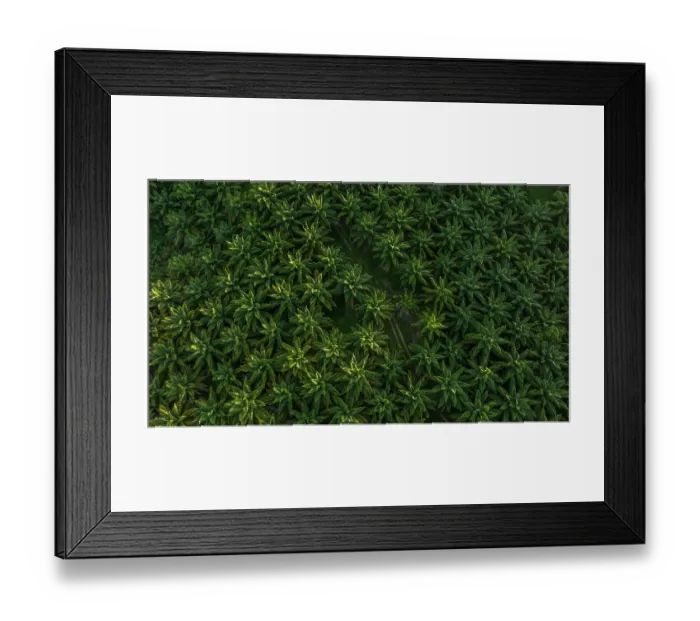 Framed Print : Aerial view of an Oil palm (Genus Elaeis) plantation, New Ireland, Papua New Guinea. November, 2023 Framed Print : Aerial view of an Oil palm (Genus Elaeis) plantation, New Ireland, Papua New Guinea. November, 2023