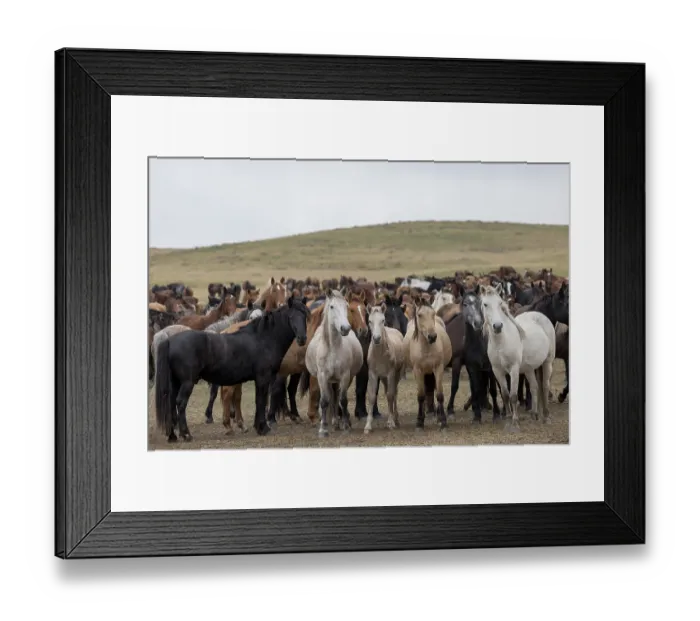 Framed Print : Herd of wild Zhabe horses standing alert in the steppe, Abay, Kazakhstan Framed Print : Herd of wild Zhabe horses standing alert in the steppe, Abay, Kazakhstan