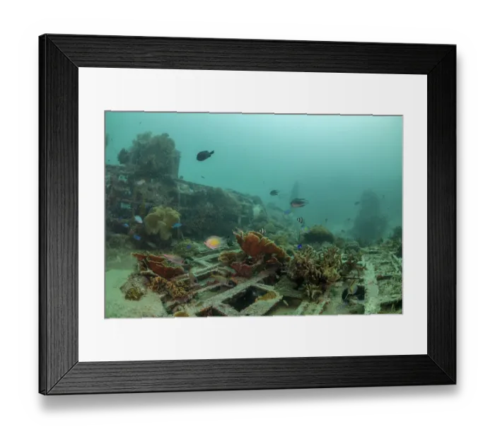Framed Print : Hard and soft corals growing on the wreck of a World War II aeroplane on the seabed, near Kavieng, New Ireland Province, Papua New Guinea, Pacific Ocean Framed Print : Hard and soft corals growing on the wreck of a World War II aeroplane on the seabed, near Kavieng, New Ireland Province, Papua New Guinea, Pacific Ocean