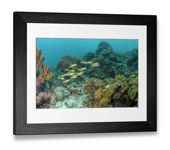 Framed Print : School of Yellowfin goatfish (Mulloidichthys vanicolensis) swimming over a coral reef near Nasuum Island, New Ireland Province, Papue New Guinea, Pacific Ocean Framed Print : School of Yellowfin goatfish (Mulloidichthys vanicolensis) swimming over a coral reef near Nasuum Island, New Ireland Province, Papue New Guinea, Pacific Ocean