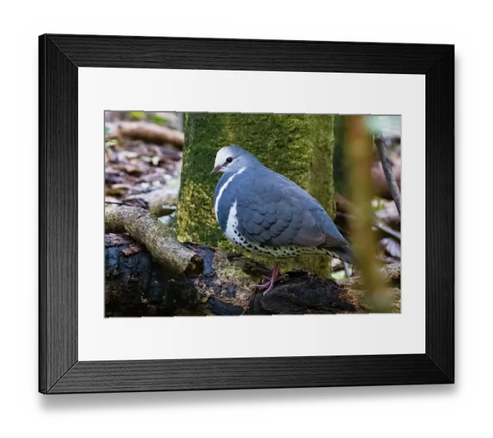Framed Print : RF - Wonga pigeon (Leucosarcia picata) perched on branch, eastern Australian temperate rainforest, Border Ranges, Queensland, Australia Framed Print : RF - Wonga pigeon (Leucosarcia picata) perched on branch, eastern Australian temperate rainforest, Border Ranges, Queensland, Australia