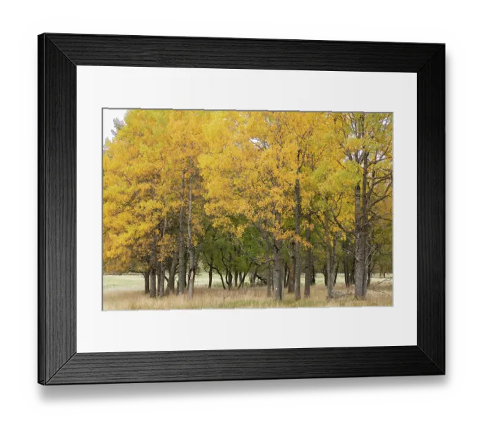 Framed Print : Aspen (Populus tremula) trees, section of a mature stand growing in open pasture showing yellow autumnal foliage, Mar Lodge Estate, Braemar, Scotland, UK. October