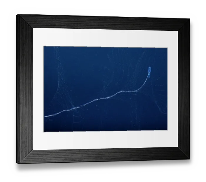 Framed Print : Siphonophore (Praya dubia) feeding in open sea at night, Yap, Federated States of Micronesia, Pacific Ocean