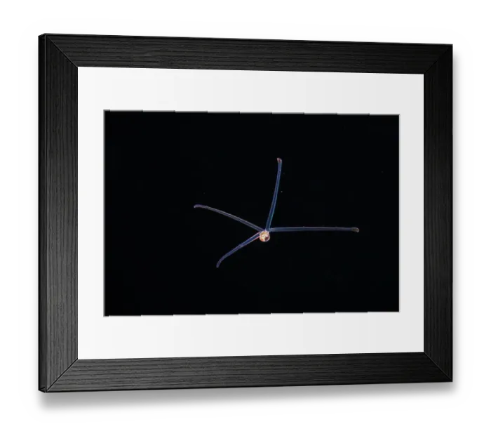 Framed Print : Bivalve (Bivalvia sp.) or Sea snail (Gastropoda sp.) larvae, known as a veliger floating in open sea at night, Yap, Federated States of Micronesia, Pacific Ocean Framed Print : Bivalve (Bivalvia sp.) or Sea snail (Gastropoda sp.) larvae, known as a veliger floating in open sea at night, Yap, Federated States of Micronesia, Pacific Ocean