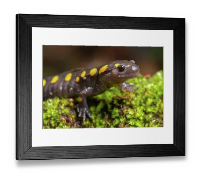 Framed Print : Yellow-spotted salamander (Ambystoma maculatum) resting on moss near vernal pool, New Brunswick, Canada. May Framed Print : Yellow-spotted salamander (Ambystoma maculatum) resting on moss near vernal pool, New Brunswick, Canada. May