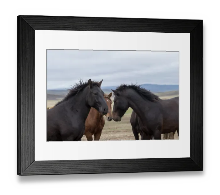 Framed Print : Three wild Zhabe stallions greeting one another, Abay, Kazakhstan Framed Print : Three wild Zhabe stallions greeting one another, Abay, Kazakhstan