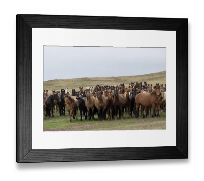 Framed Print : Herd of wild Zhabe horses standing alert in the steppe, Abay, Kazakhstan Framed Print : Herd of wild Zhabe horses standing alert in the steppe, Abay, Kazakhstan
