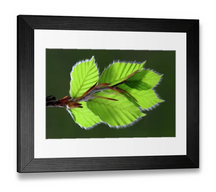 Framed Print : Beech (Fagus sylvatica) leaves in spring, Dorset, England, UK. May. Studio shot Framed Print : Beech (Fagus sylvatica) leaves in spring, Dorset, England, UK. May. Studio shot