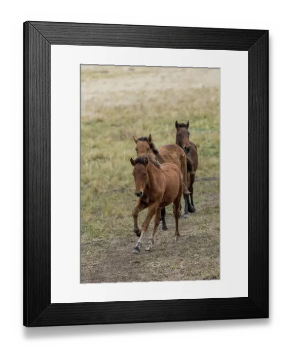 Framed Print : Three wild Zhabe foals running in the steppe, Abay, Kazakhstan