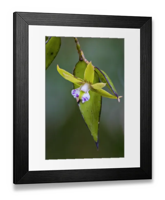 Framed Print : Dagger orchid (Dendrobium pugioniforme) in flower in wet forest, Cunningham's Gap, Queensland, Australia Framed Print : Dagger orchid (Dendrobium pugioniforme) in flower in wet forest, Cunningham's Gap, Queensland, Australia