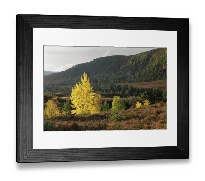 Framed Print : Aspen (Populus tremula) mature tree and nearby saplings established from suckers, Mar Lodge Estate, Braemar, Scotland, UK. October Framed Print : Aspen (Populus tremula) mature tree and nearby saplings established from suckers, Mar Lodge Estate, Braemar, Scotland, UK. October
