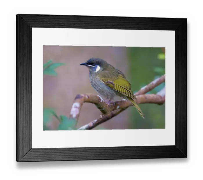 Framed Print : Lewin's honeyeater (Meliphaga lewinii) perched on branch, eastern Australian temperate rainforest, Border Ranges, Queensland, Australia Framed Print : Lewin's honeyeater (Meliphaga lewinii) perched on branch, eastern Australian temperate rainforest, Border Ranges, Queensland, Australia