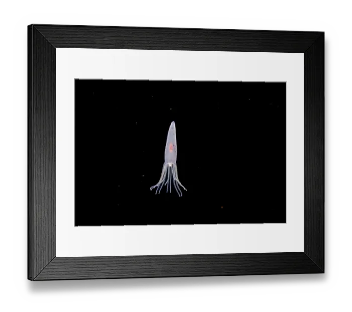 Framed Print : Tube anemone (Cerianthus sp.) larvae swimming in open ocean at night, Yap, Federated States of Micronesia, Pacific Ocean Framed Print : Tube anemone (Cerianthus sp.) larvae swimming in open ocean at night, Yap, Federated States of Micronesia, Pacific Ocean