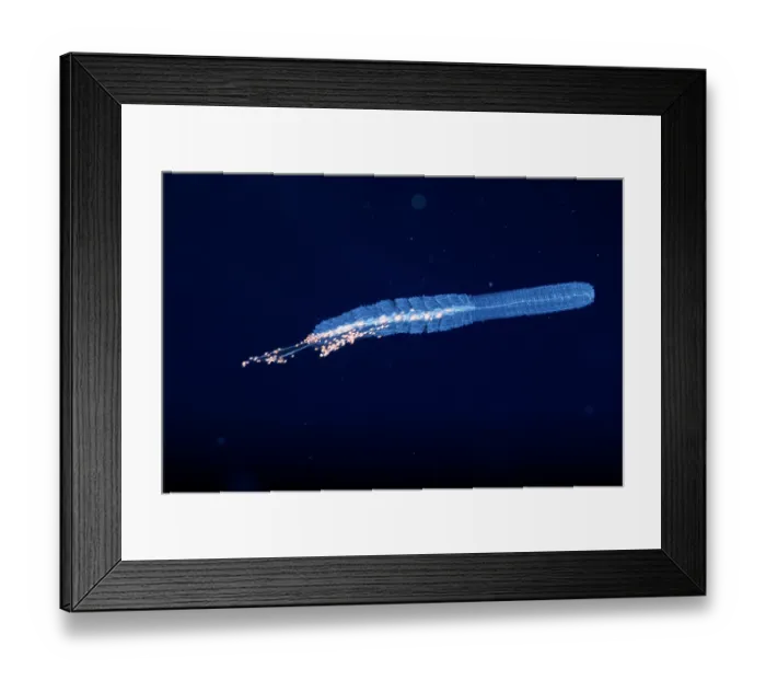 Framed Print : Siphonophore (Forskalia formosa) floating in open ocean at night, Yap, Federated States of Micronesia, Pacific Ocean Framed Print : Siphonophore (Forskalia formosa) floating in open ocean at night, Yap, Federated States of Micronesia, Pacific Ocean