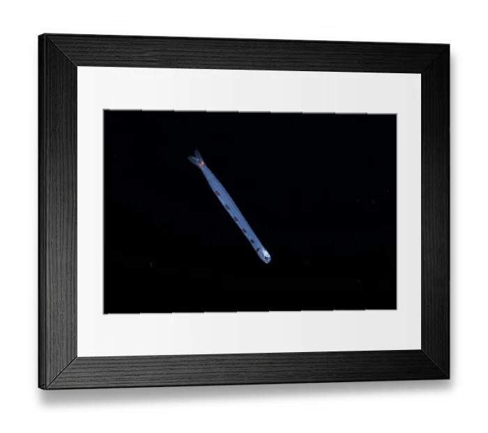 Framed Print : Snakefish (Trachinocephalus myops) larvae swimming in open ocean at night, Yap, Federated States of Micronesia, Pacific Ocean Framed Print : Snakefish (Trachinocephalus myops) larvae swimming in open ocean at night, Yap, Federated States of Micronesia, Pacific Ocean