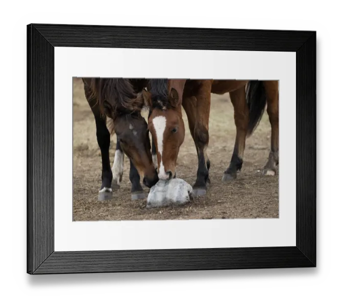 Framed Print : Two wild Zhabe horses licking stone full of minerals and salt on the steppe, Abay, Kazakhstan Framed Print : Two wild Zhabe horses licking stone full of minerals and salt on the steppe, Abay, Kazakhstan
