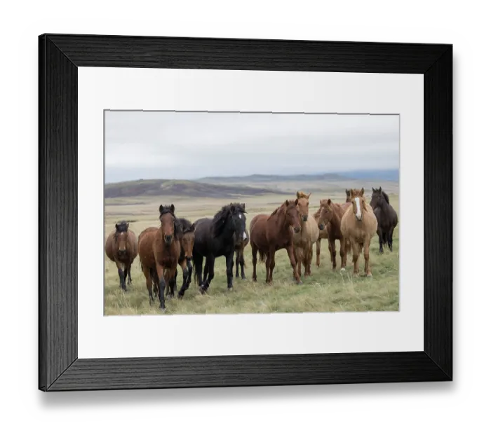 Framed Print : Herd of wild Zhabe horses standing alert in the steppe, Abay, Kazakhstan