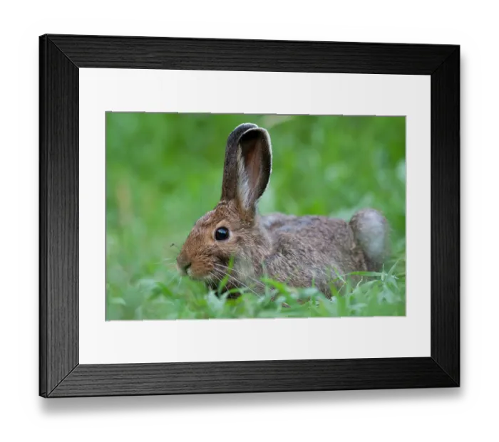 Framed Print : Eastern cottontail (Sylvilagus floridanus) resting in grass, Montana, USA. July Framed Print : Eastern cottontail (Sylvilagus floridanus) resting in grass, Montana, USA. July
