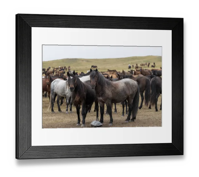Framed Print : Two wild Zhabe stallions standing alert in front of herd, Abay, Kazakhstan Framed Print : Two wild Zhabe stallions standing alert in front of herd, Abay, Kazakhstan