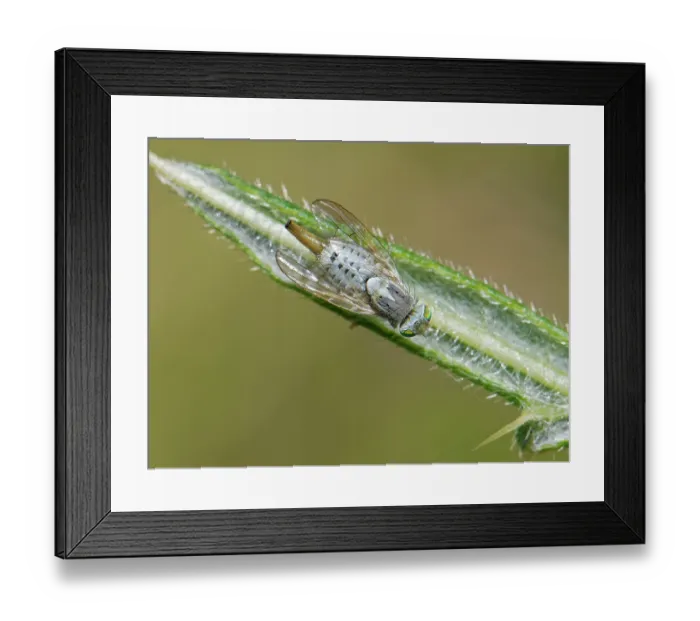 Framed Print : Gall fly / Greater fruit fly (Terellia longicauda) female resting on the tip of a Woolly thistle (Cirsium eriophorum) leaf, the host plant for its larvae Framed Print : Gall fly / Greater fruit fly (Terellia longicauda) female resting on the tip of a Woolly thistle (Cirsium eriophorum) leaf, the host plant for its larvae